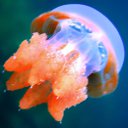 jellyfisht